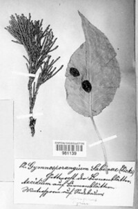 Gymnosporangium sabinae image